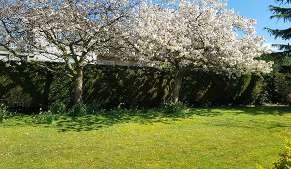 Blossom Trees In Bloom In The Sunny Garden