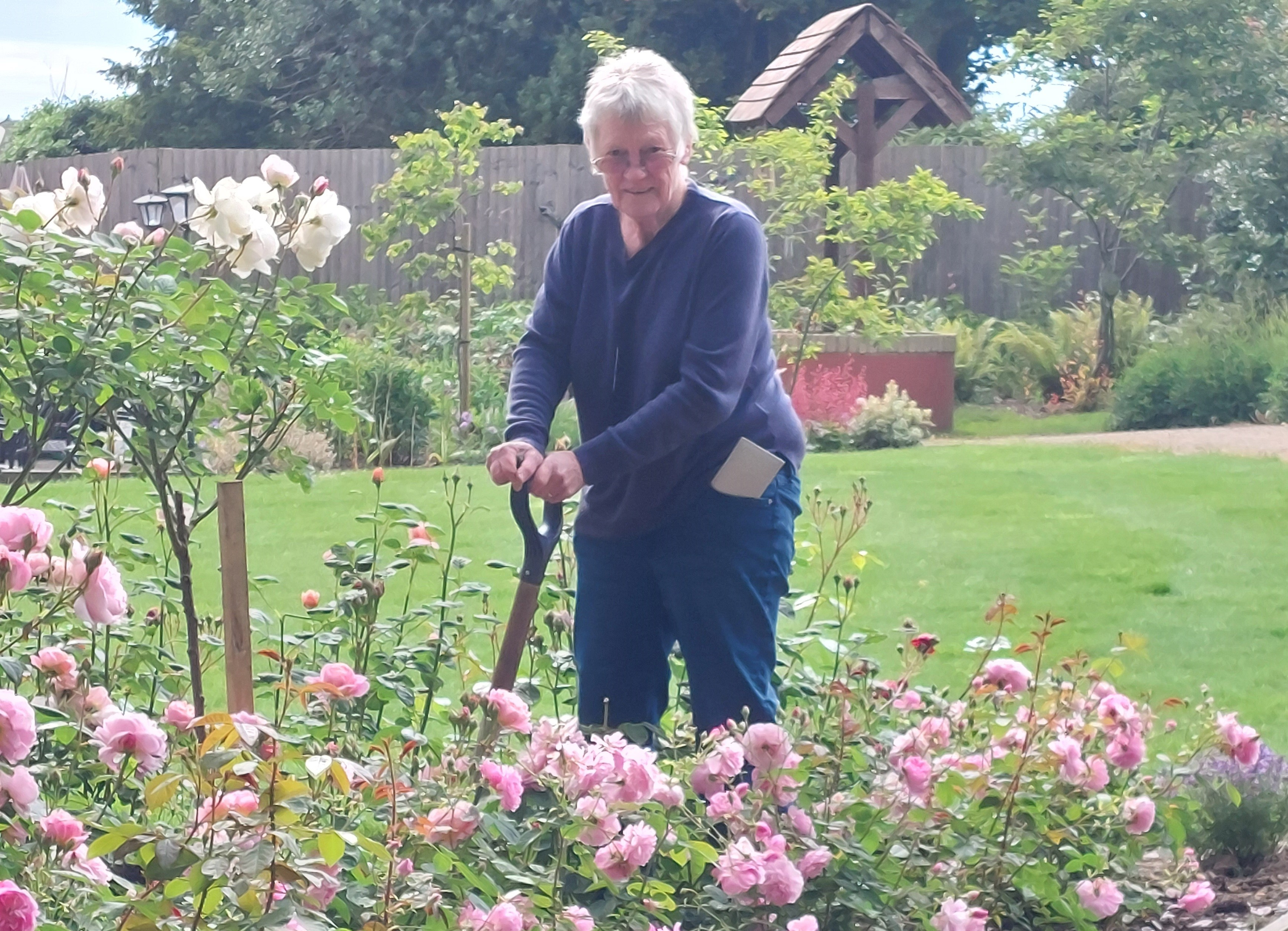 Sally Haylock Tends To Her Rose Bushes At Westall House