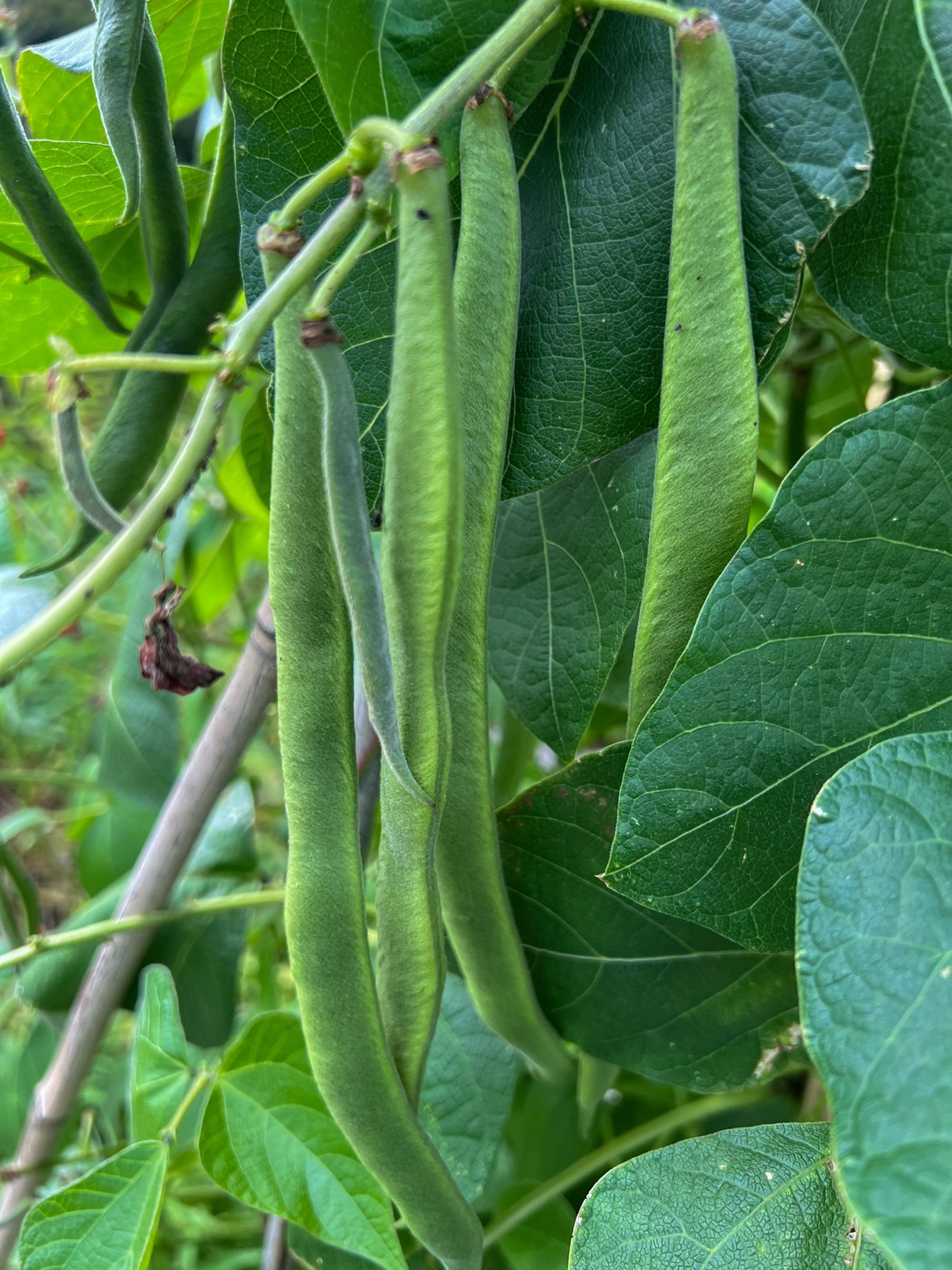 Runner Beans Growing