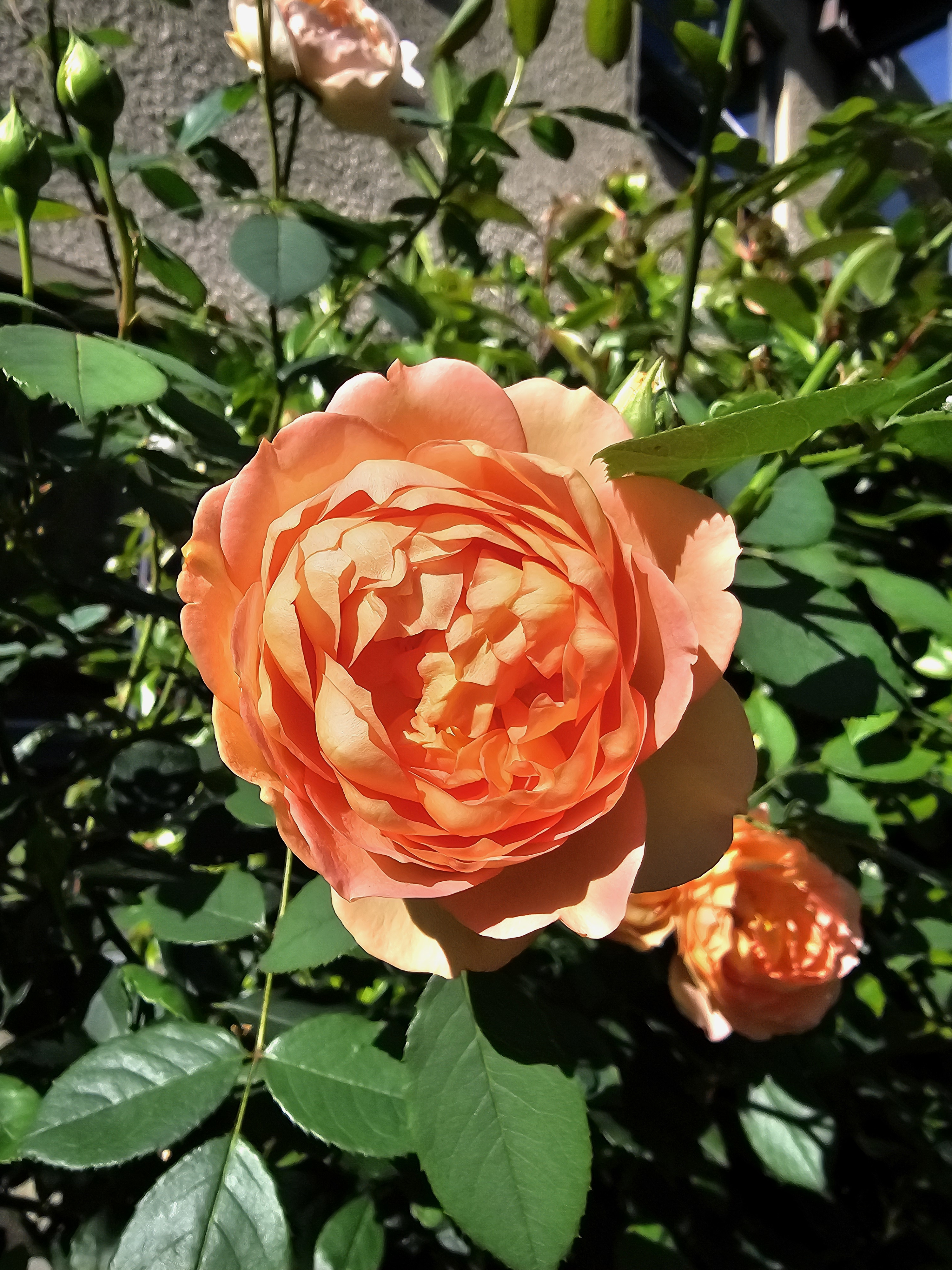 Garden2