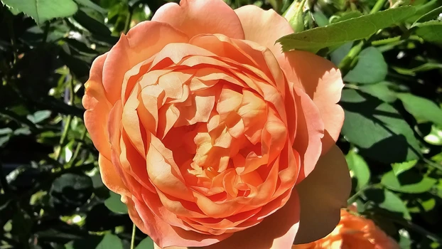 Garden2