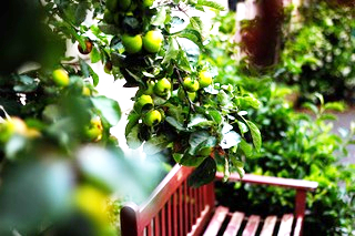 A garden bench with plants and bushes around it