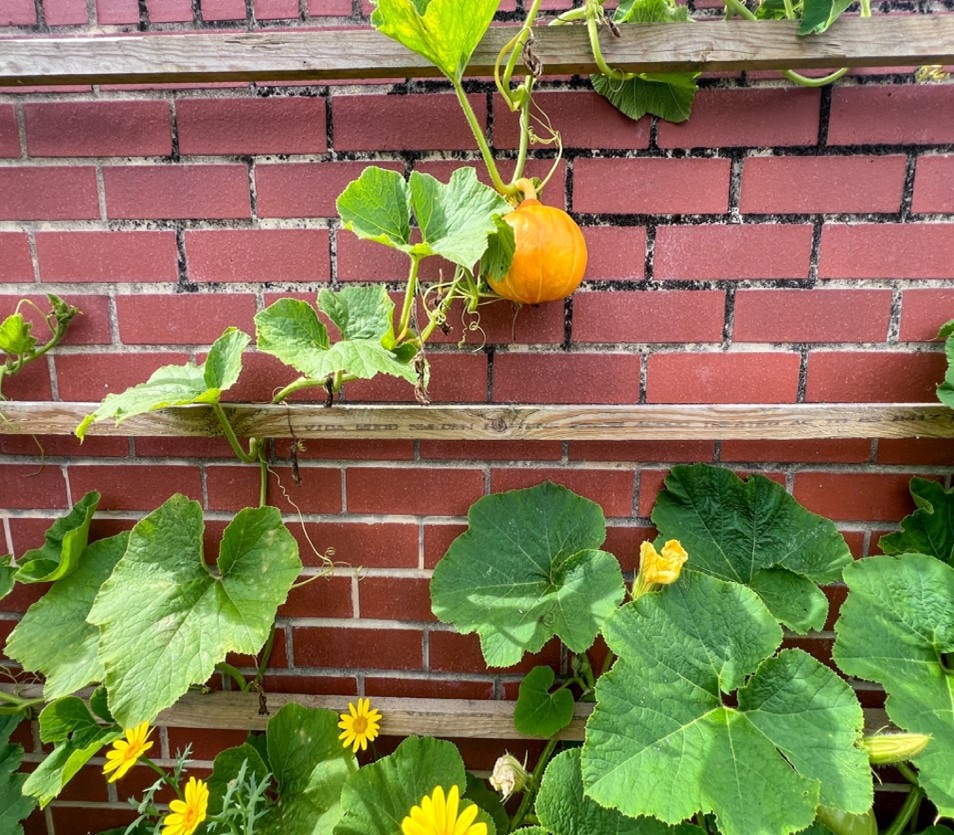 Summer Squash Growing Vertically