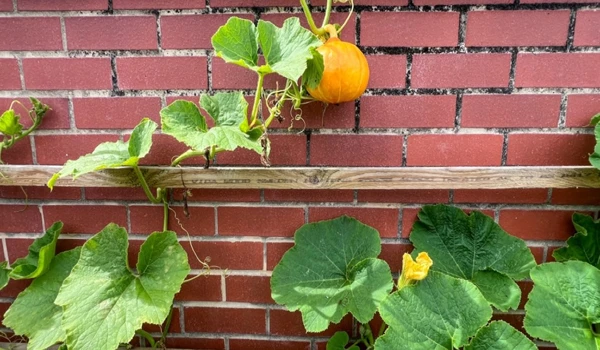 Summer Squash Growing Vertically