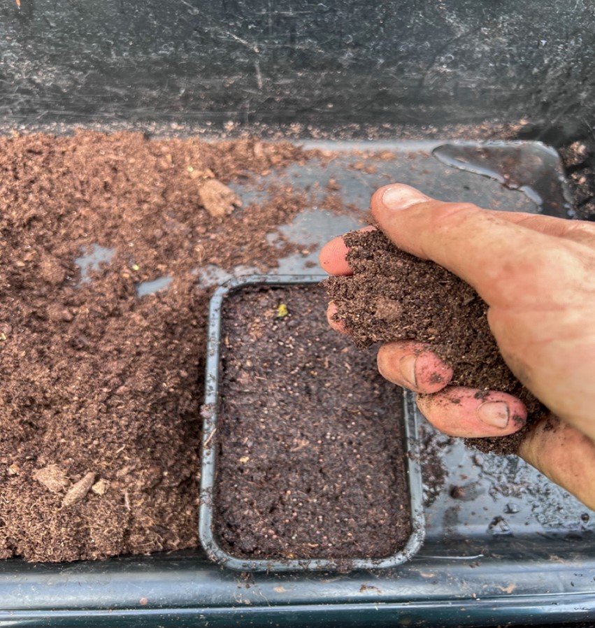 Covering The Seeds With Compost