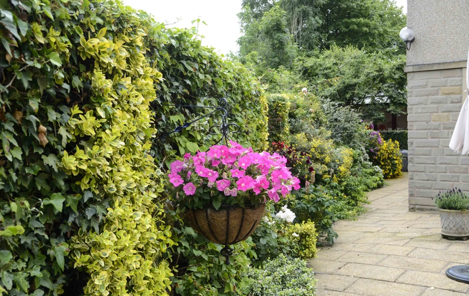 Large hanging basket with pink flowers in the garden at Castle View House, BB7 2DT