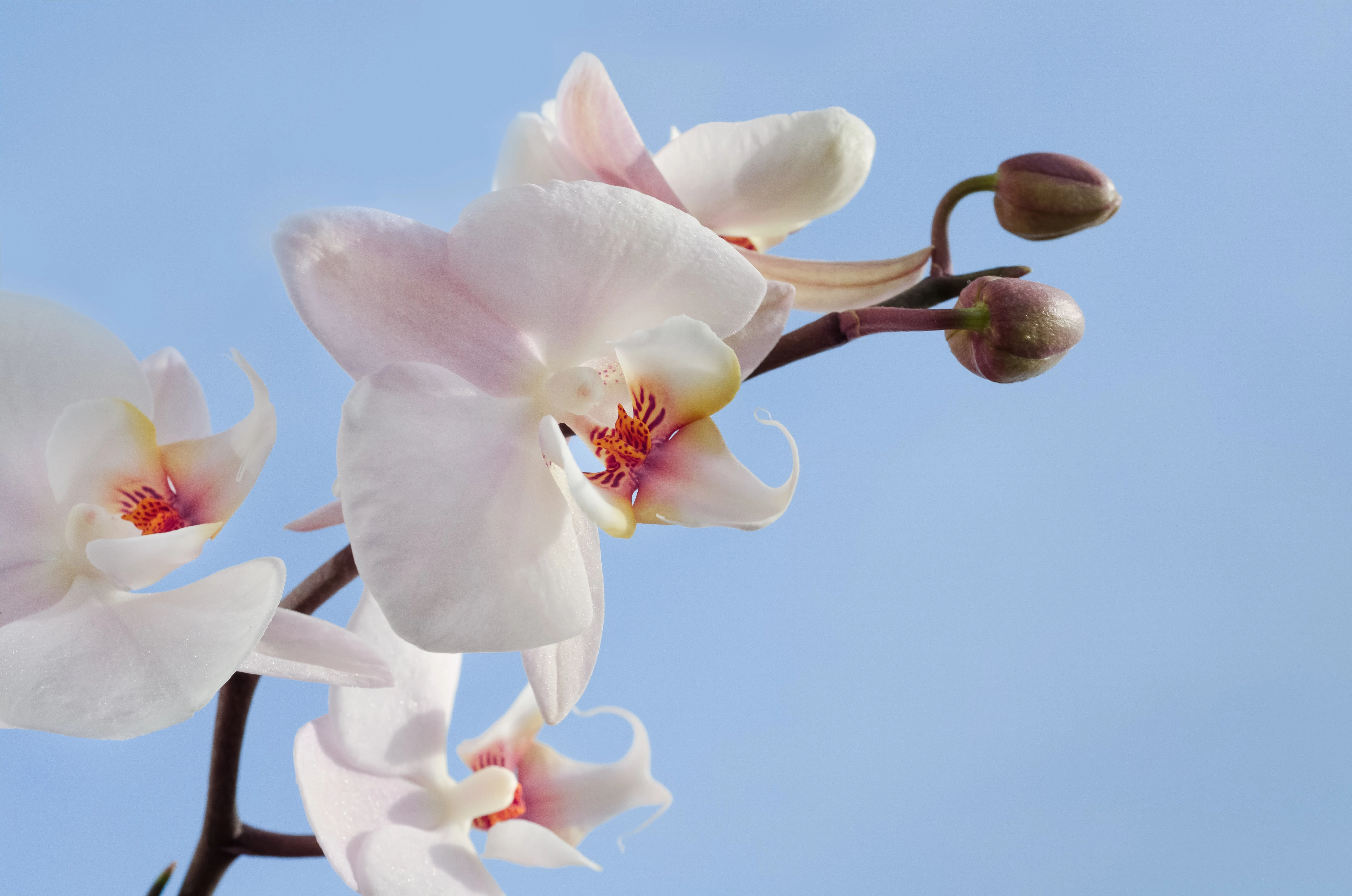 Orchid In Bloom Against Blue Sky