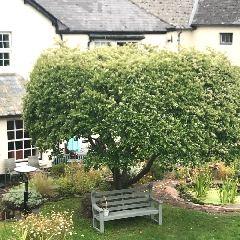 Bench And Tree In The Garden At The Laurels