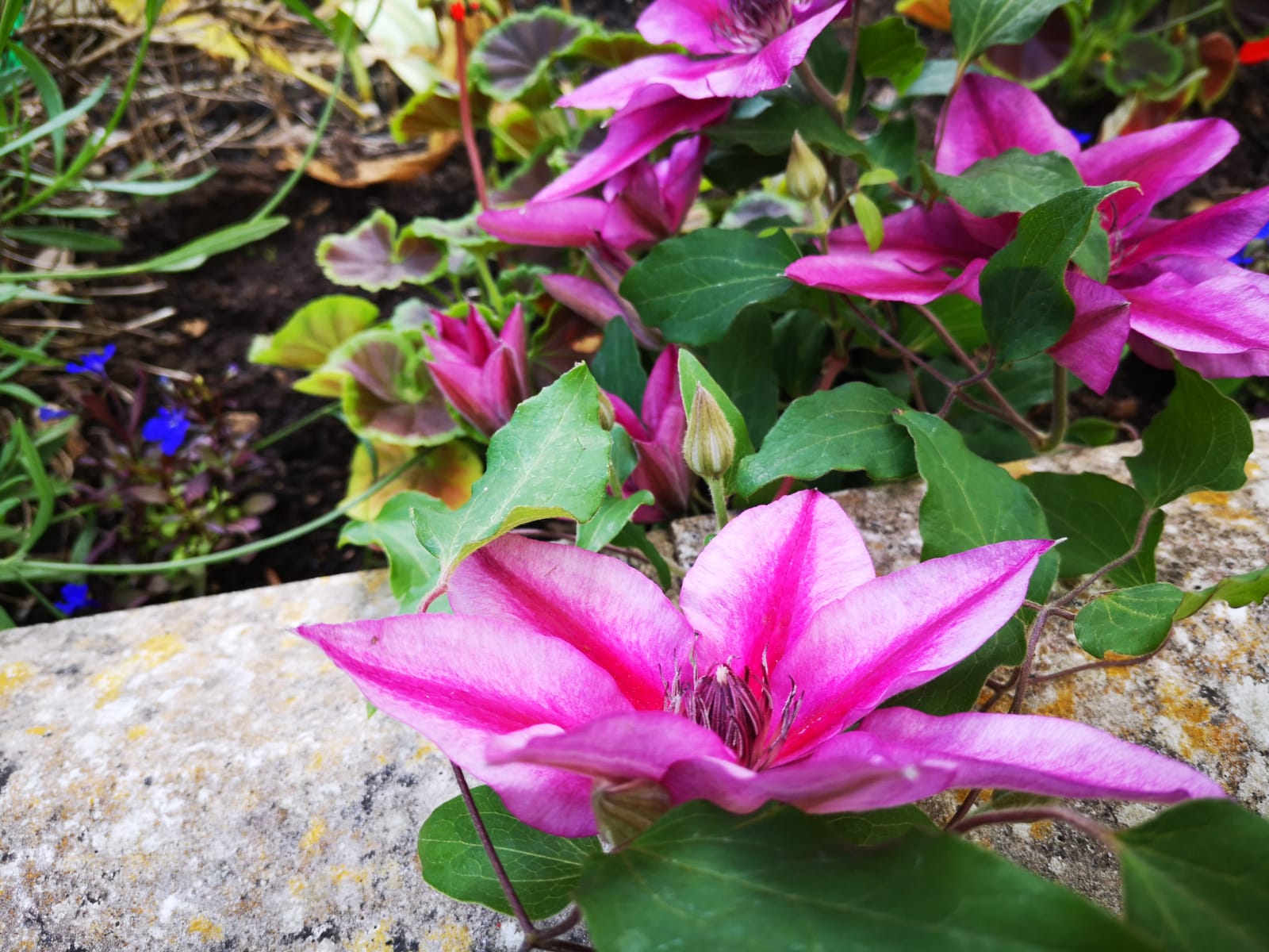 Bright colourful flowers adorn the garden
