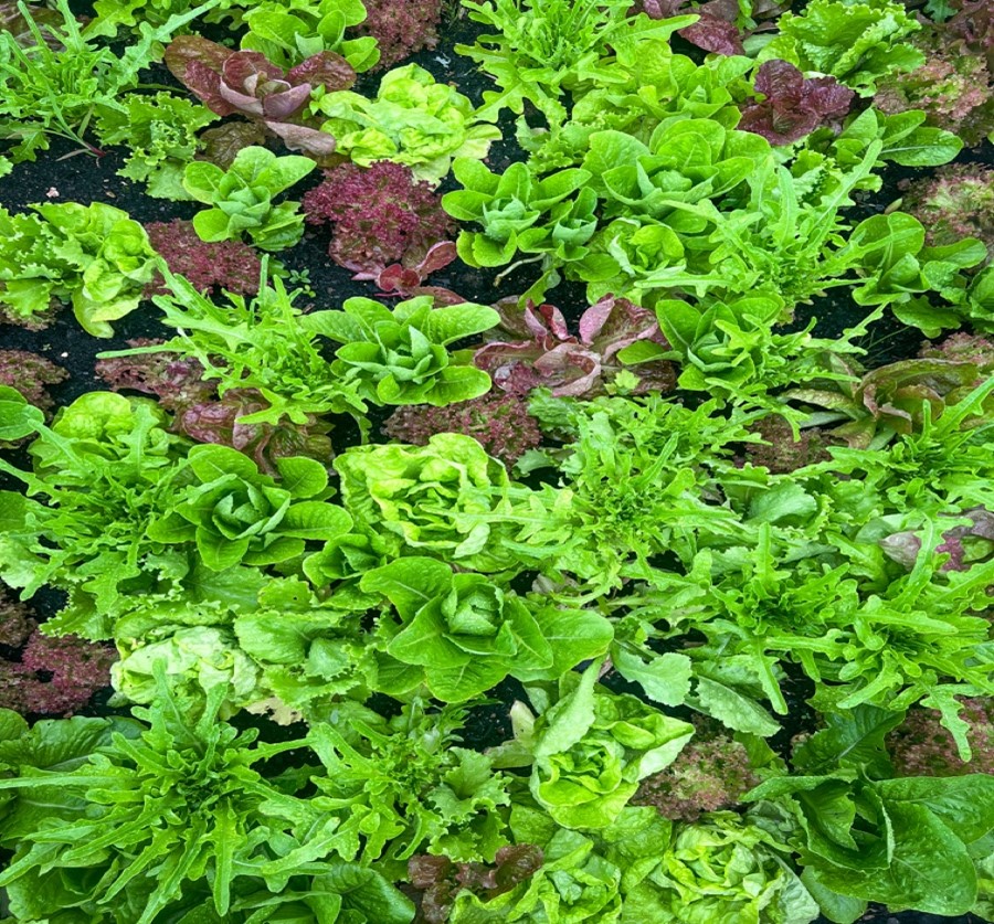 Close up of lettuce growing in the allotment
