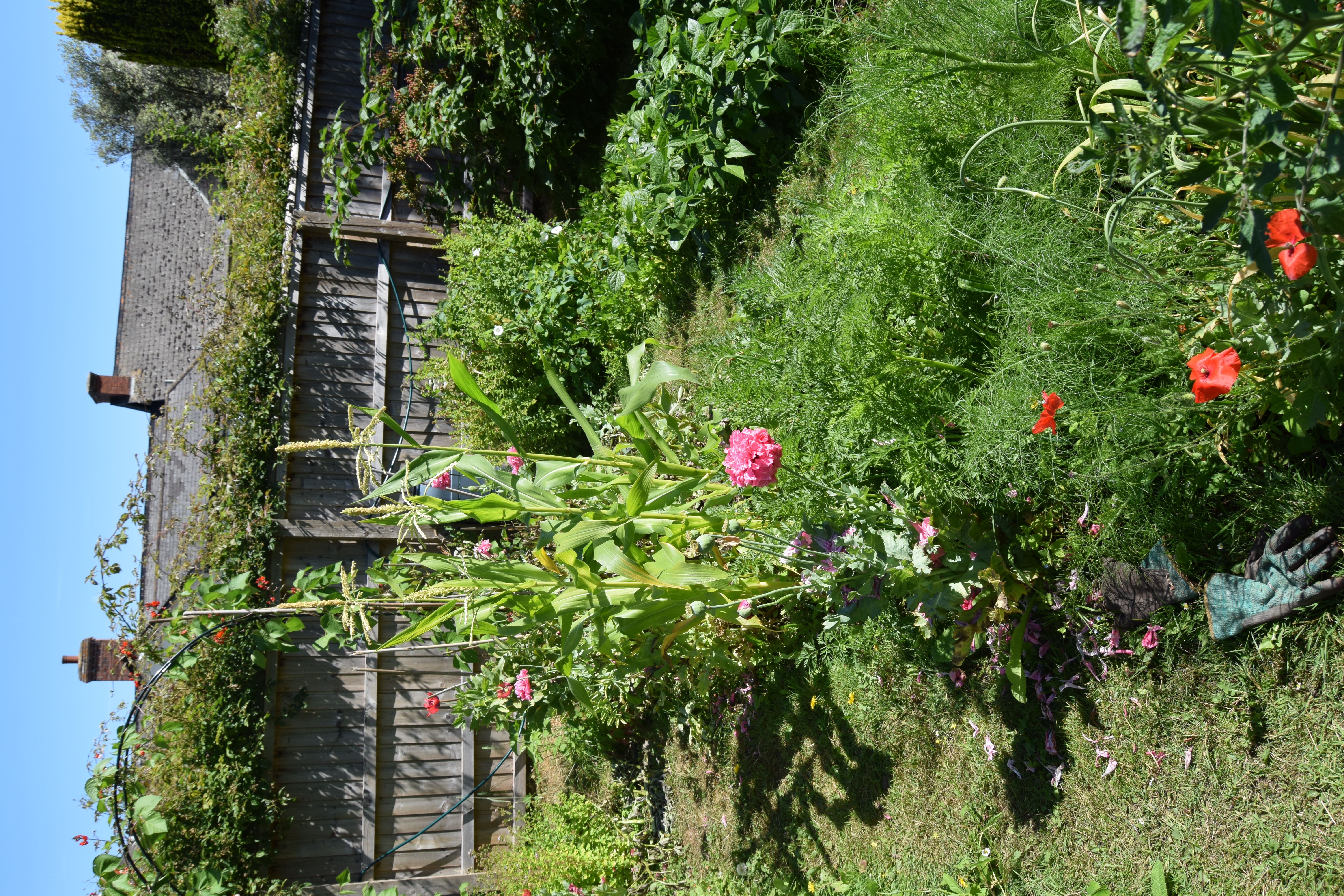 Porlock House Gardenjuly26 (12)