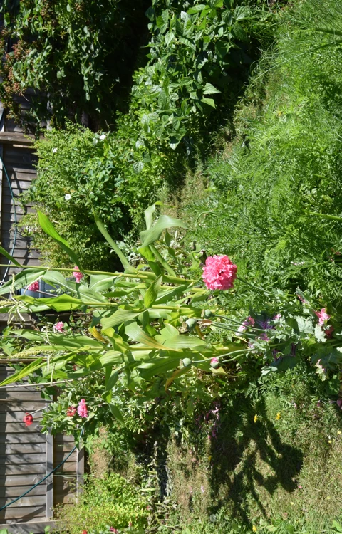 Porlock House Gardenjuly26 (12)