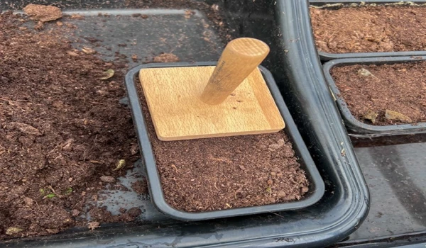 Filling Seed Tray With Compost