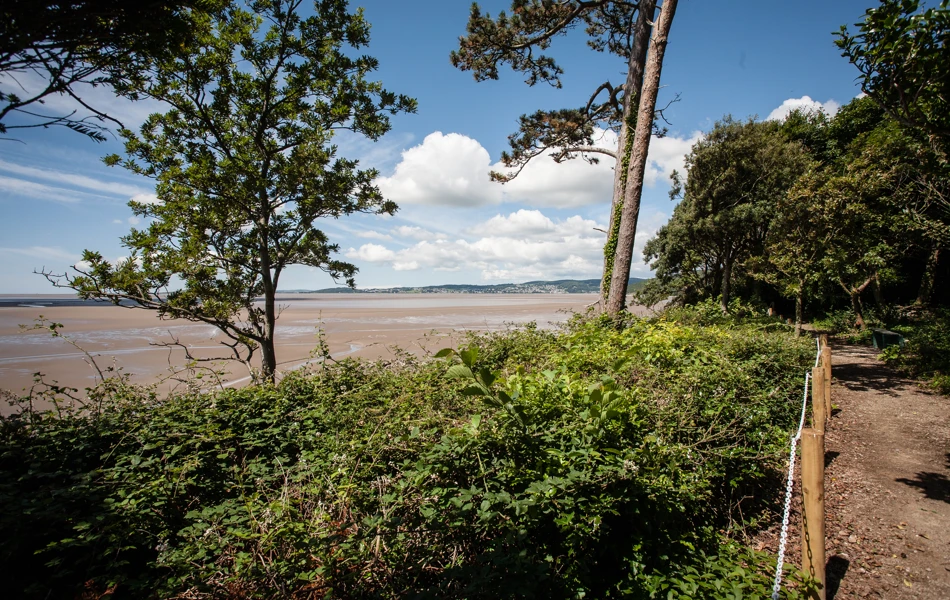 A path leading to the beach surrounded by trees
