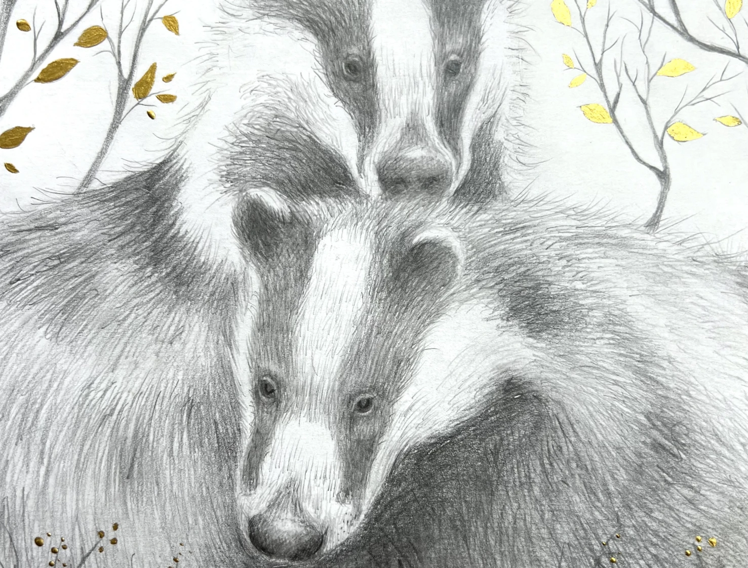 Sheltering from Storm, drawing of two badgers