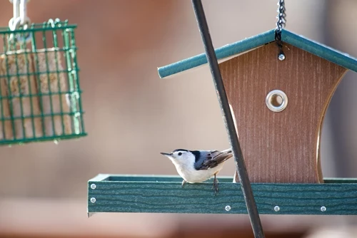 A bird on a bird feeder outside