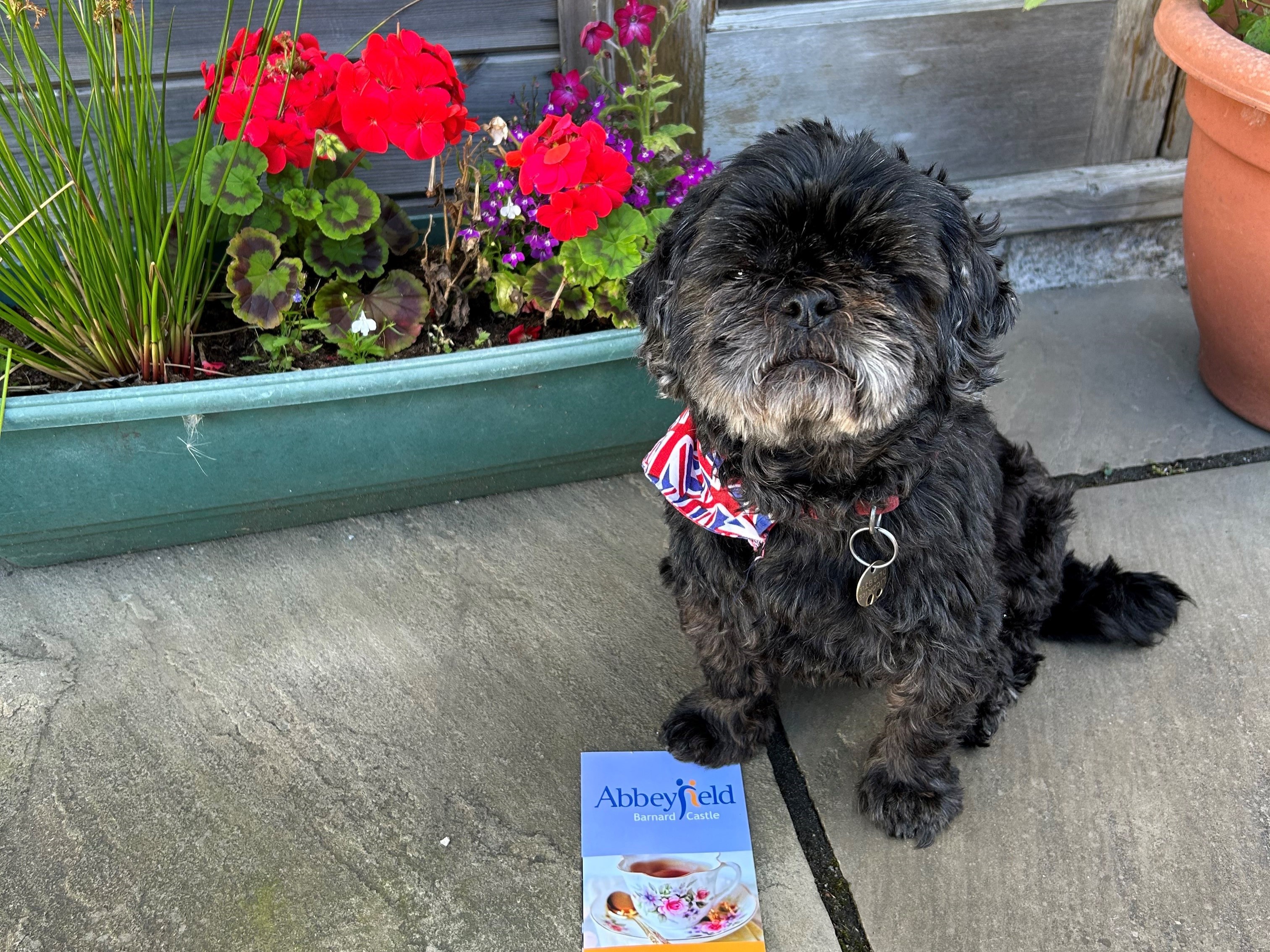 Small dog at Abbeyfield House, Barnard Castle DL12 8BL