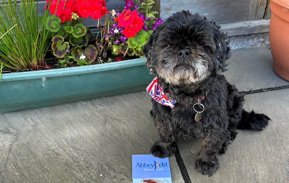Small dog at Abbeyfield House, Barnard Castle DL12 8BL