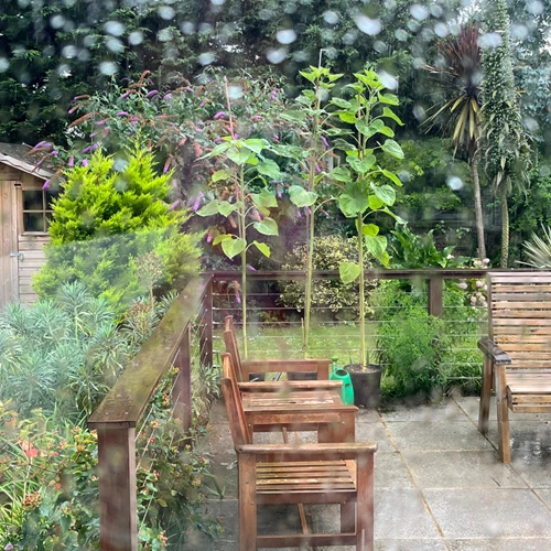 Garden Sunflower Growing