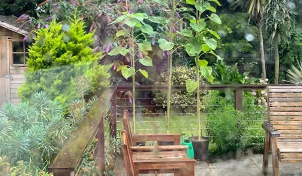 Garden Sunflower Growing