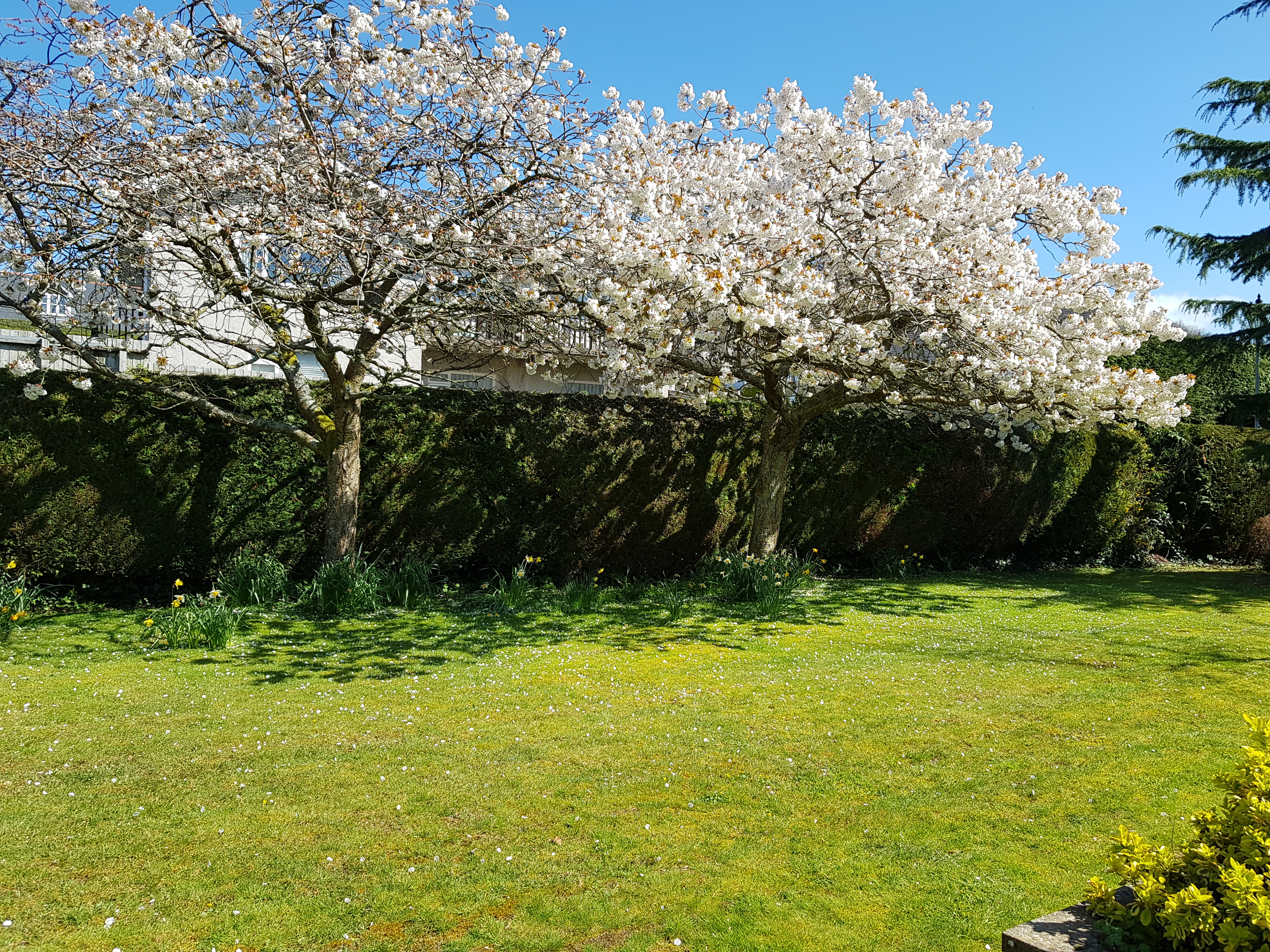 Trees in the garden at Abbeyfield House, Brecon LD3 7RT