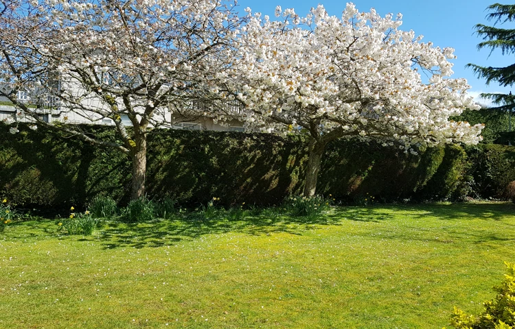 Trees in the garden at Abbeyfield House, Brecon LD3 7RT