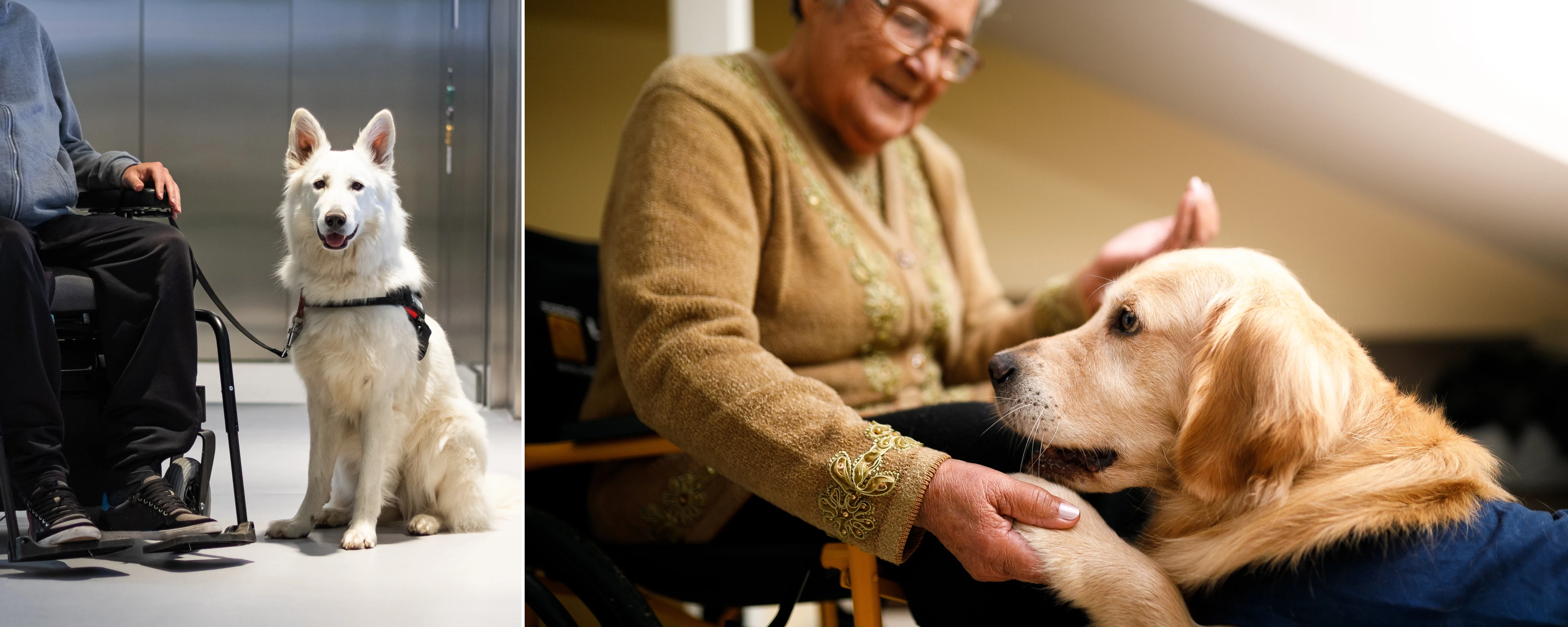 Collage of dogs and older people