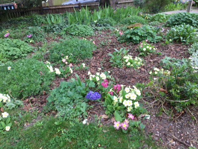 Flower beds at Abbeyfield House, Sanderstead CR2 0AA