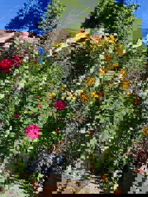 Rose Arch At Cunningham House Woking Gu24 0Jn