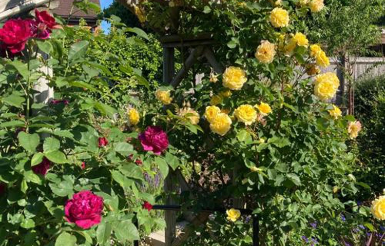 Rose Arch At Cunningham House Woking Gu24 0Jn