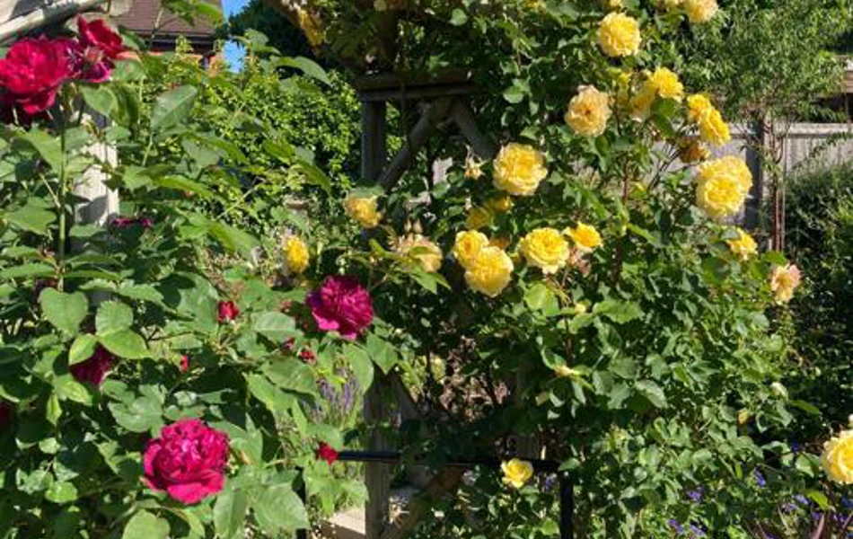 Rose Arch At Cunningham House Woking Gu24 0Jn