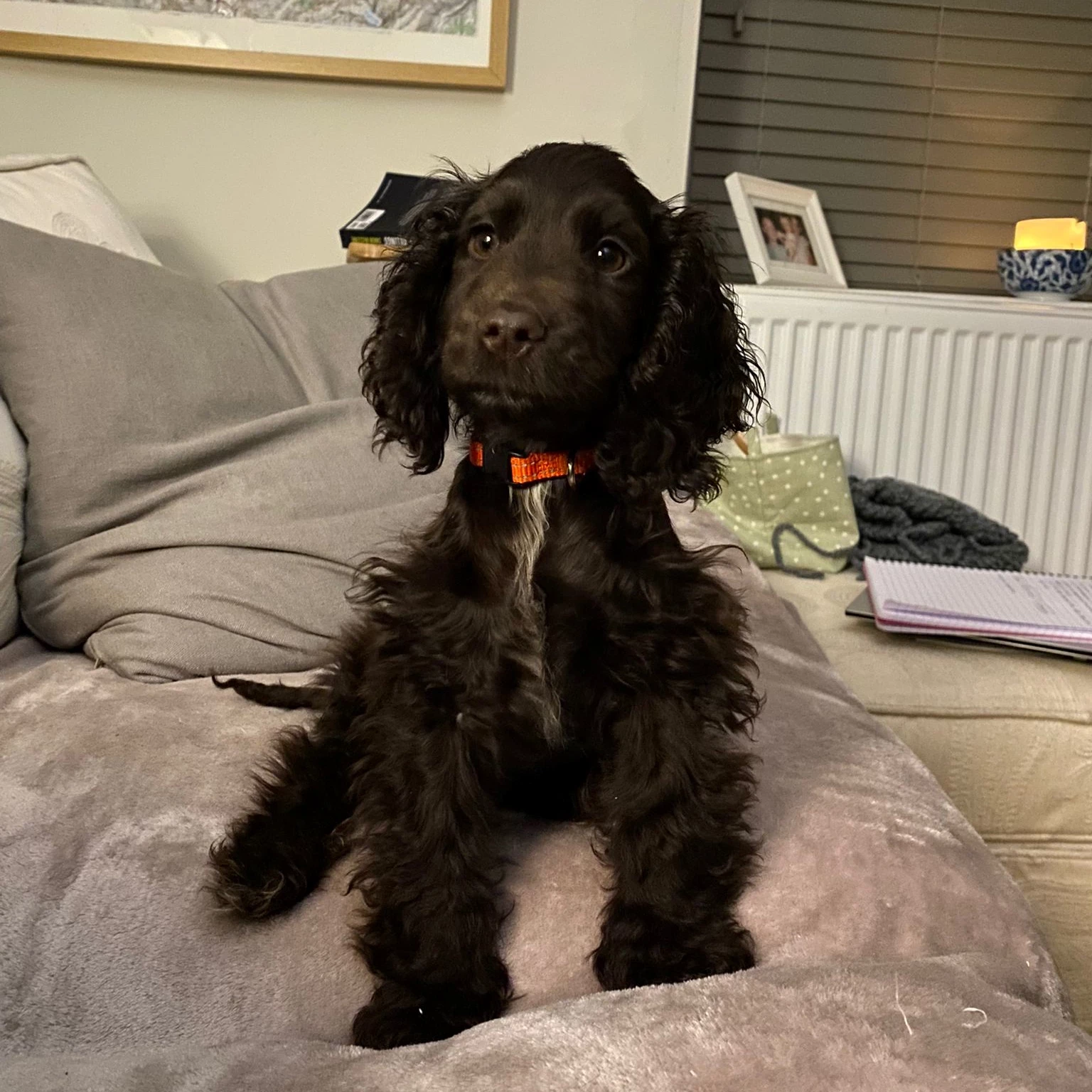 Twiglet the black cocker spaniel enjoying the sofa at Abbeyfield house, Brecon