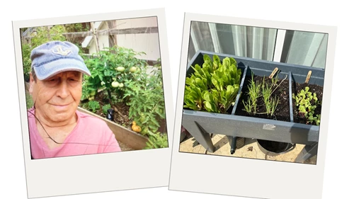 Breamsley Tending Tomatoes And Growing Salad