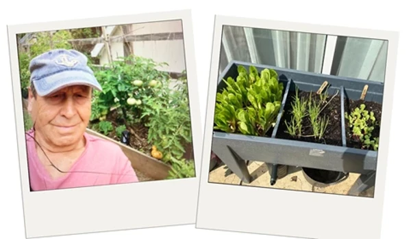 Breamsley Tending Tomatoes And Growing Salad