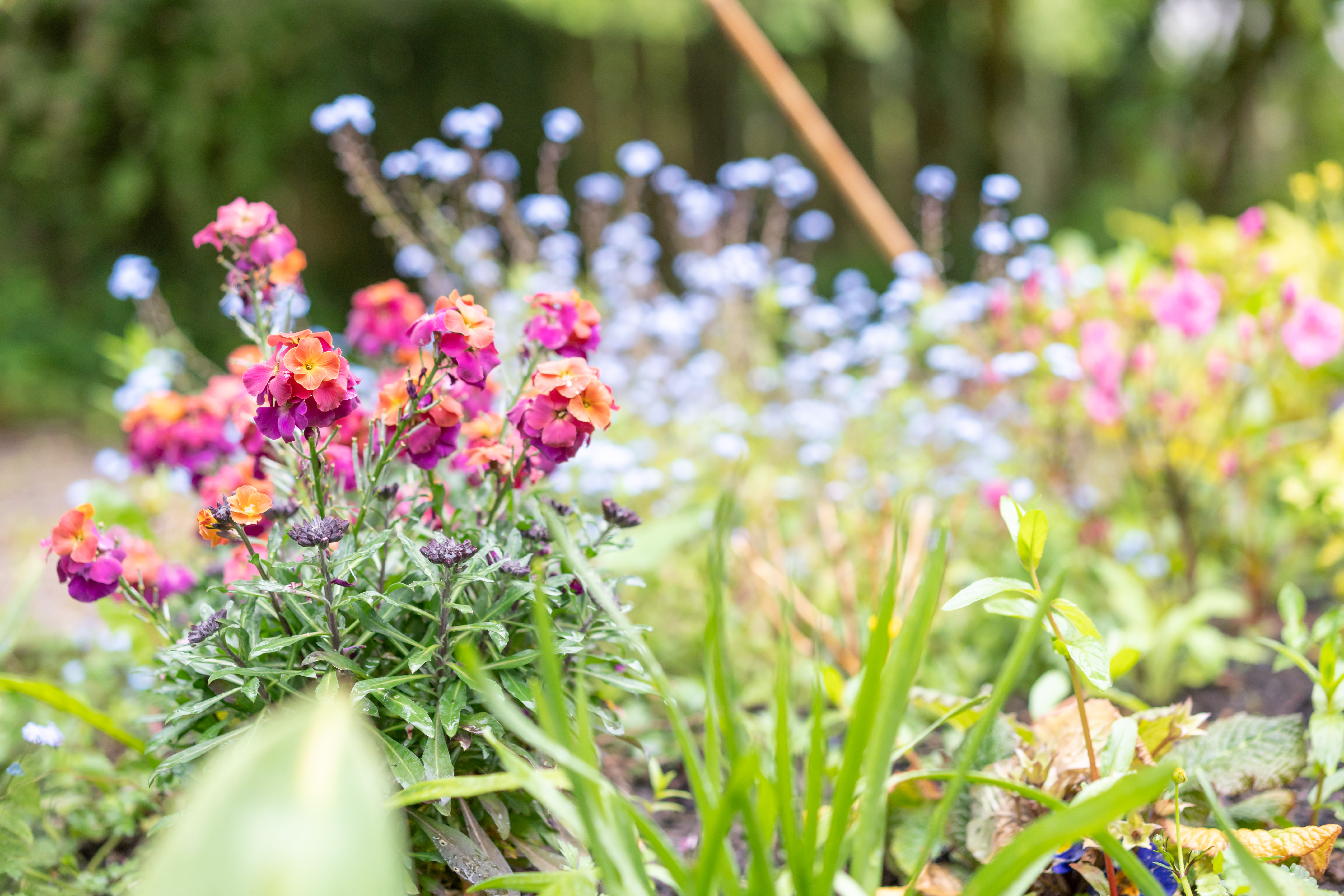 Beautiful flowers in the garden at Abbeyfield House, Cockermouth CA13 9RH (1)