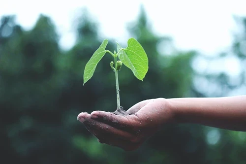 A seedling in a persons hand