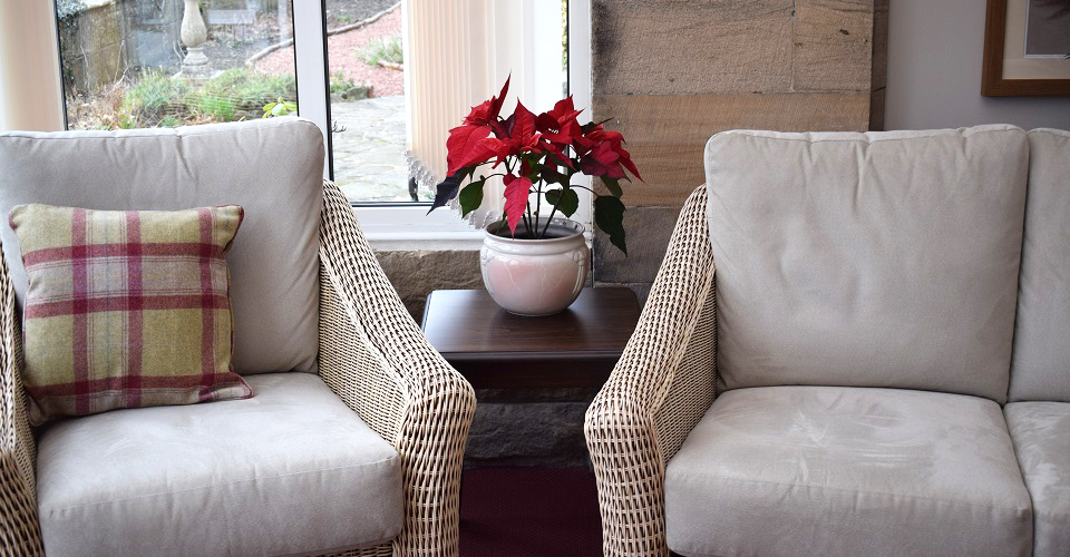 Close up of two armchairs and a red plant