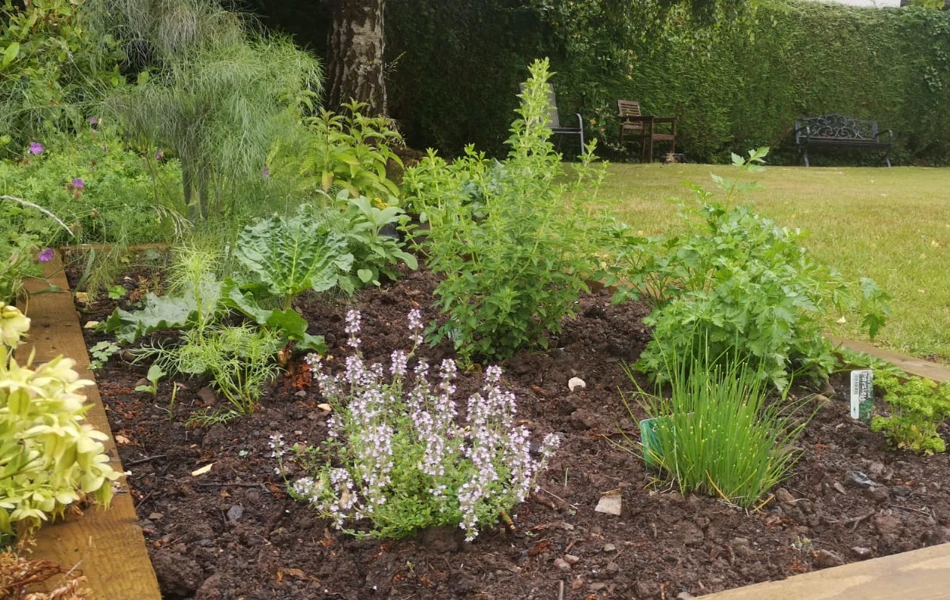 Raised bed in the garden at Abbeyfield House, Brecon LD3 7RT