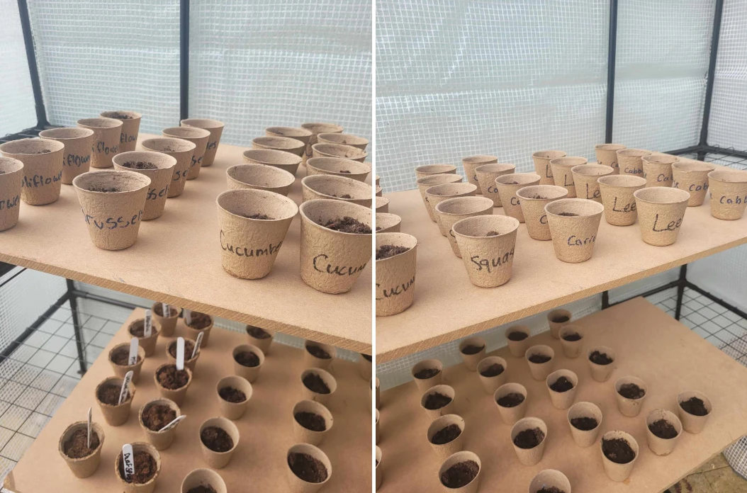 Seeds planted ready for the allotment at Winnersh