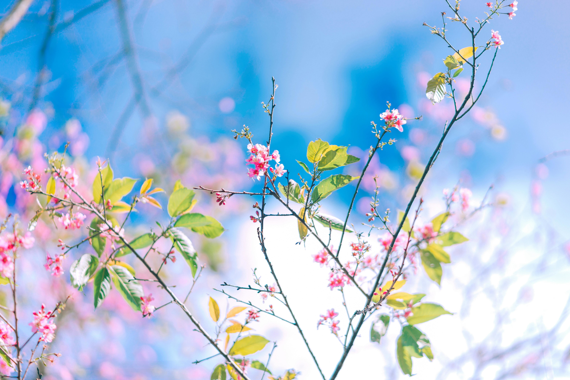 Beautiful Pink Blossom On A Tree With A Blue Sky