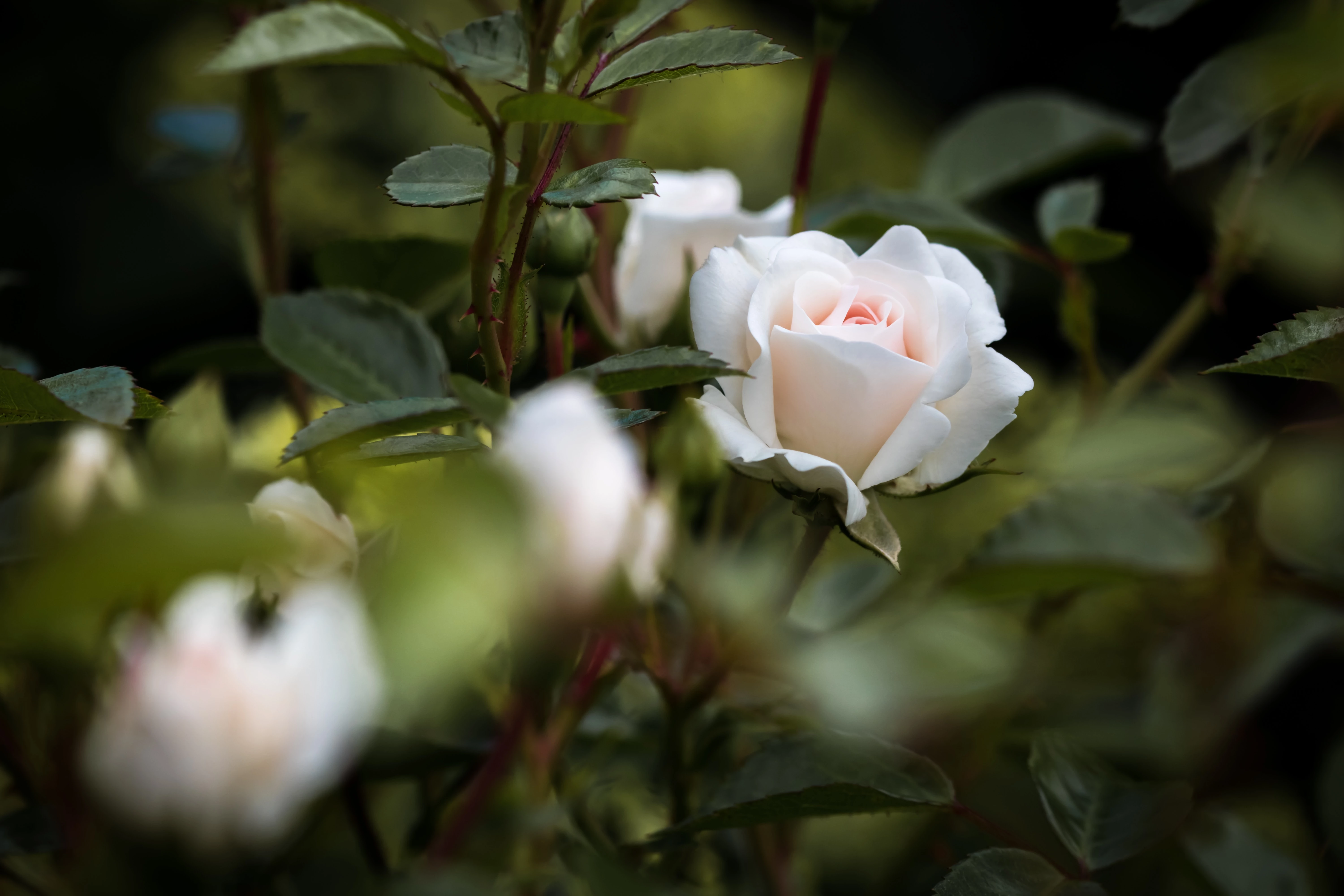Close Up Of A Rose Bush
