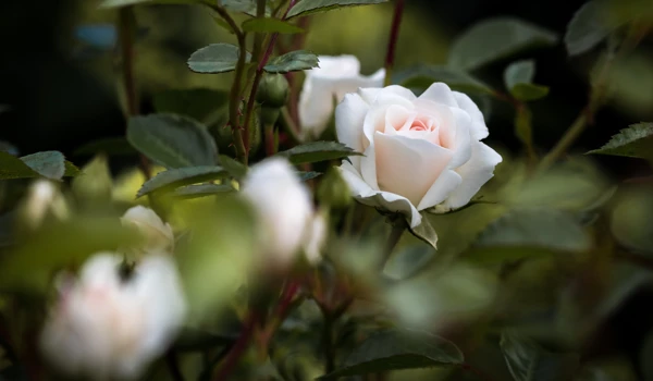 Close Up Of A Rose Bush