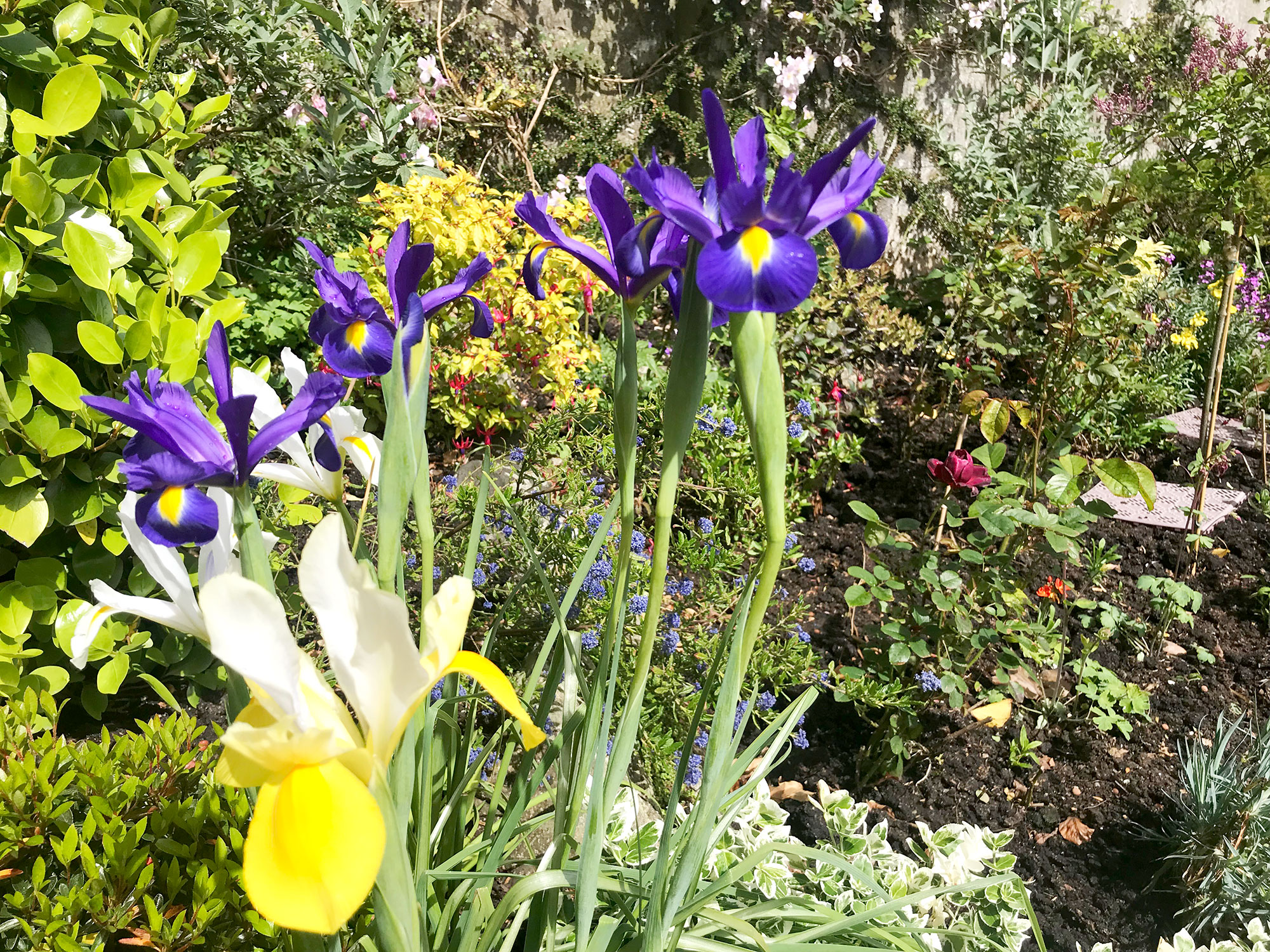 Treveor garden is blooming with beautiful flowers