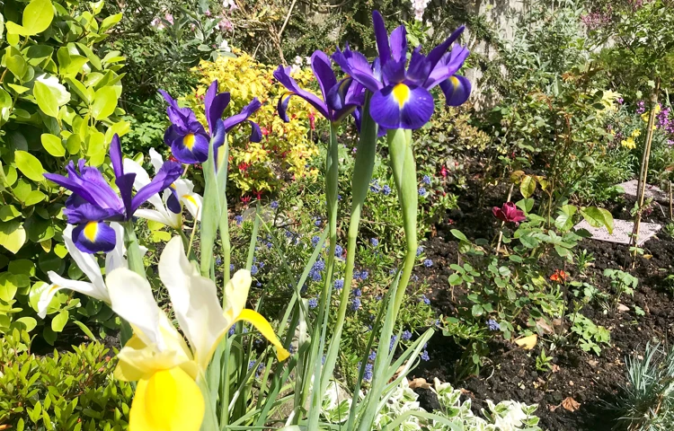 Treveor garden is blooming with beautiful flowers