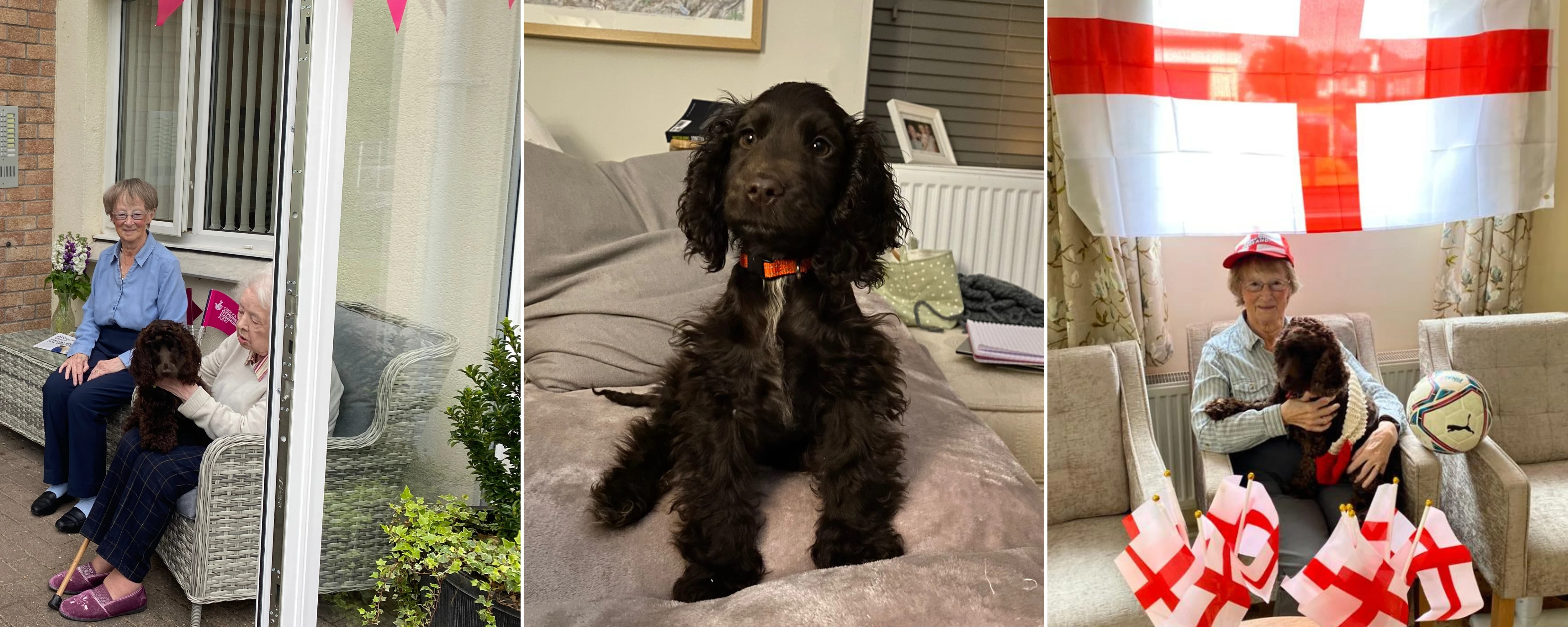 Collage of Twiglet and residents at Abbeyfield Brecon