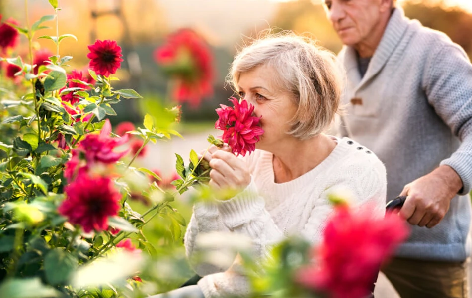 Resident Smelling The Beautiful Flowers In The Garden