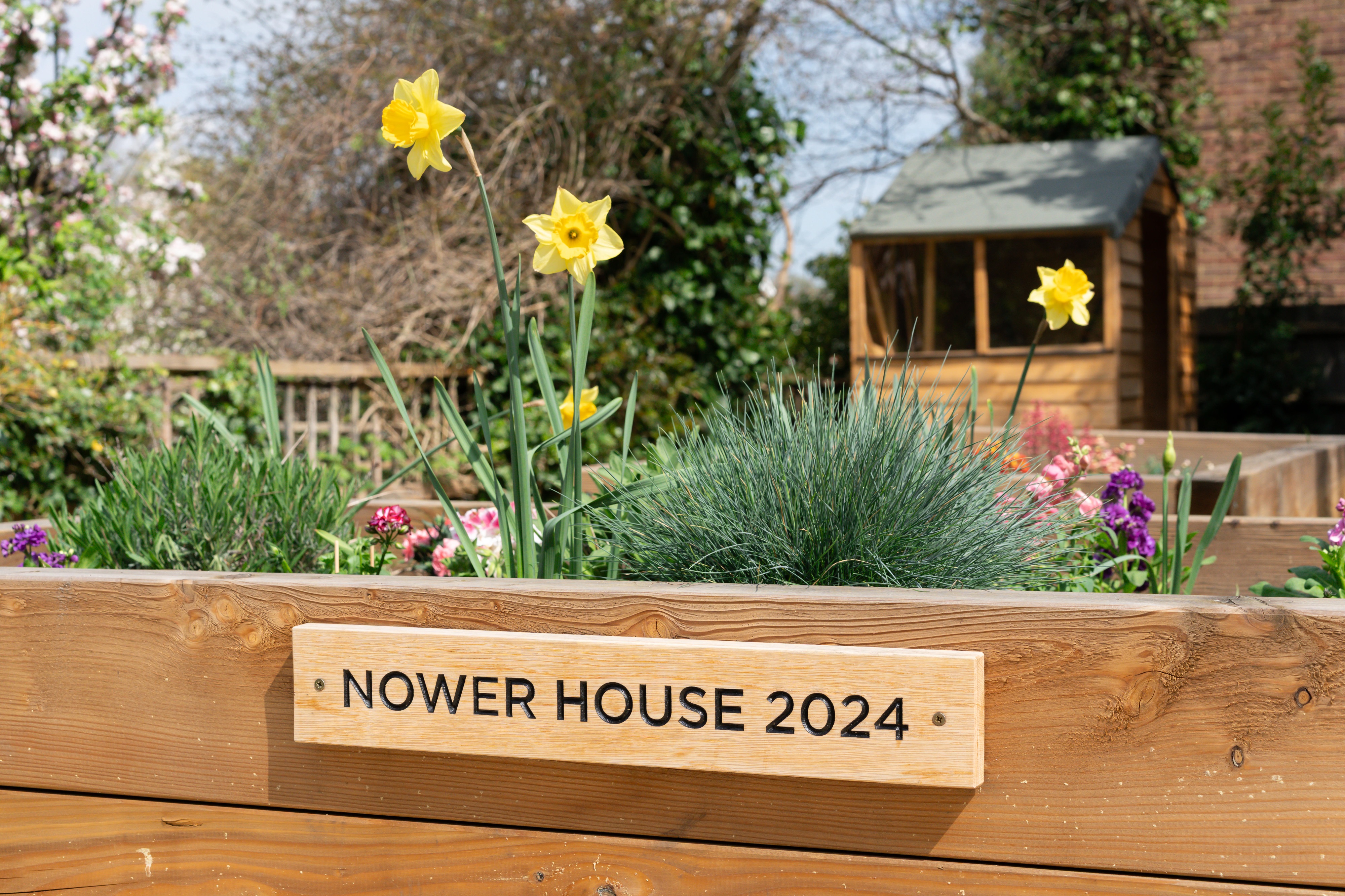 Raised Flowerbeds With Daffodils At Nower House