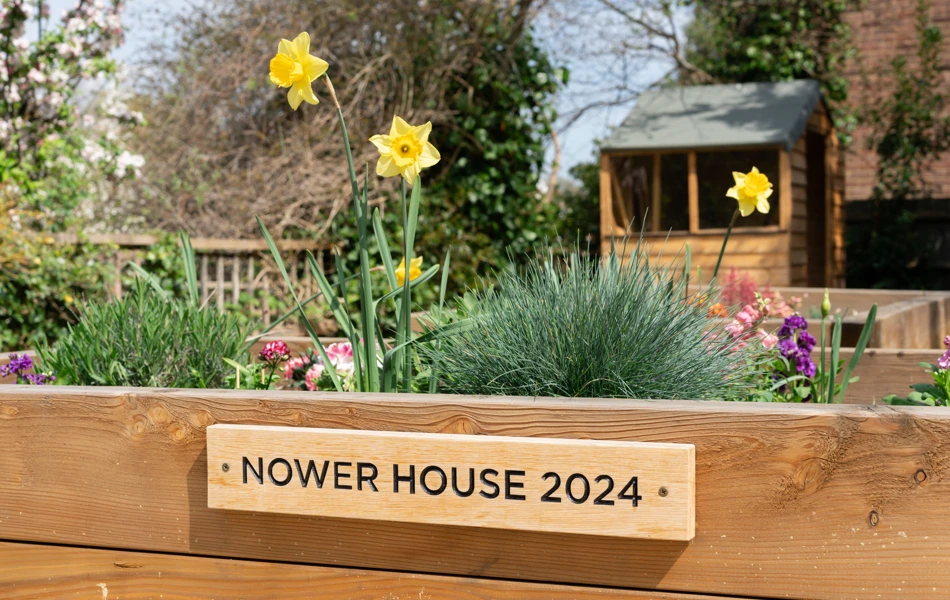 Raised Flowerbeds With Daffodils At Nower House