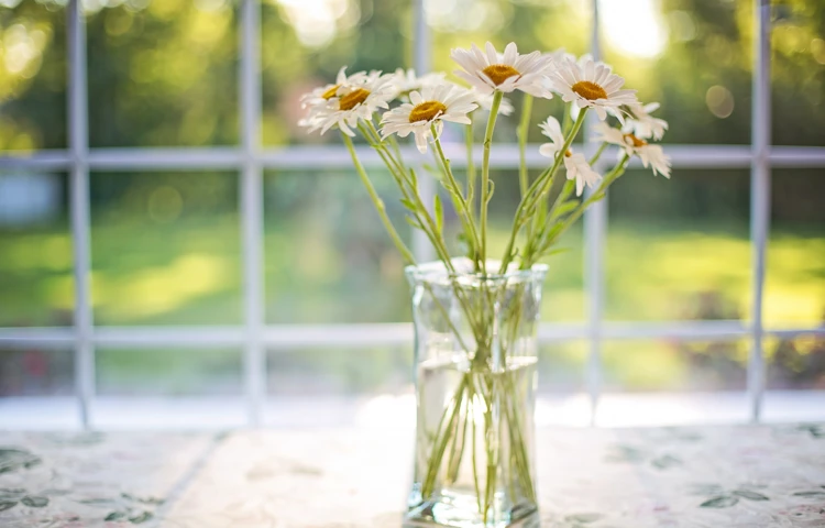 A vase of daisies placed in front of a window at Abbeyfield House, Ikley
