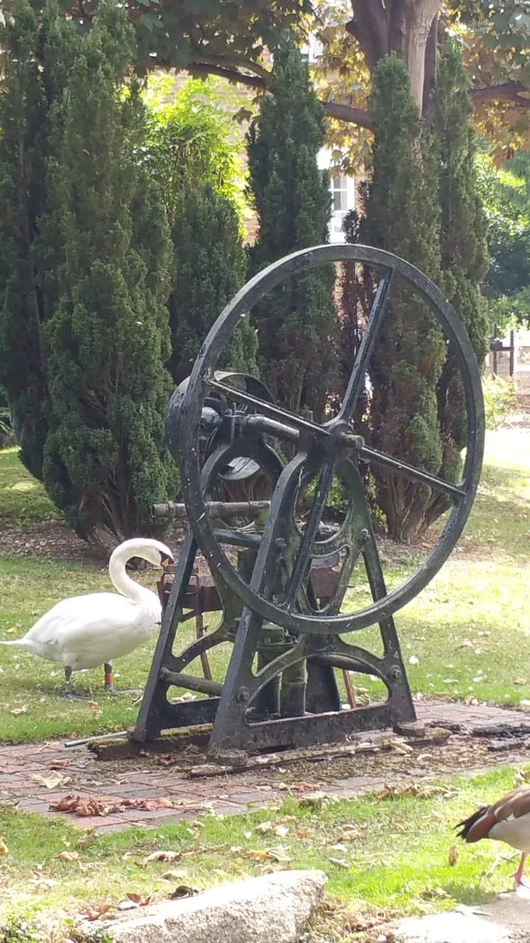 A swan next to an old waterwheel